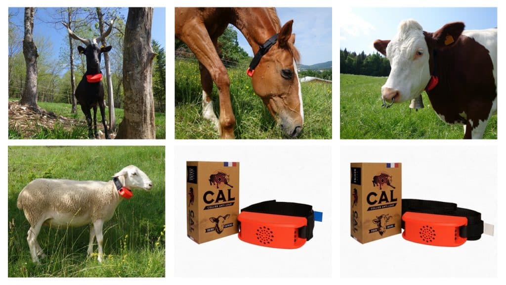 HOW TO PROTECT YOUR FLOCK FROM WOLVES