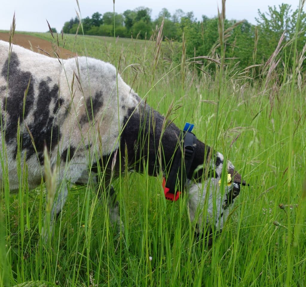 Protection des troupeaux