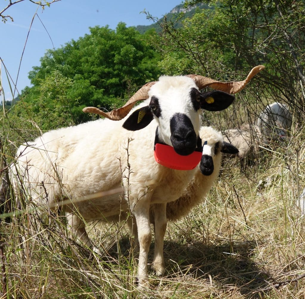 Protection des troupeaux