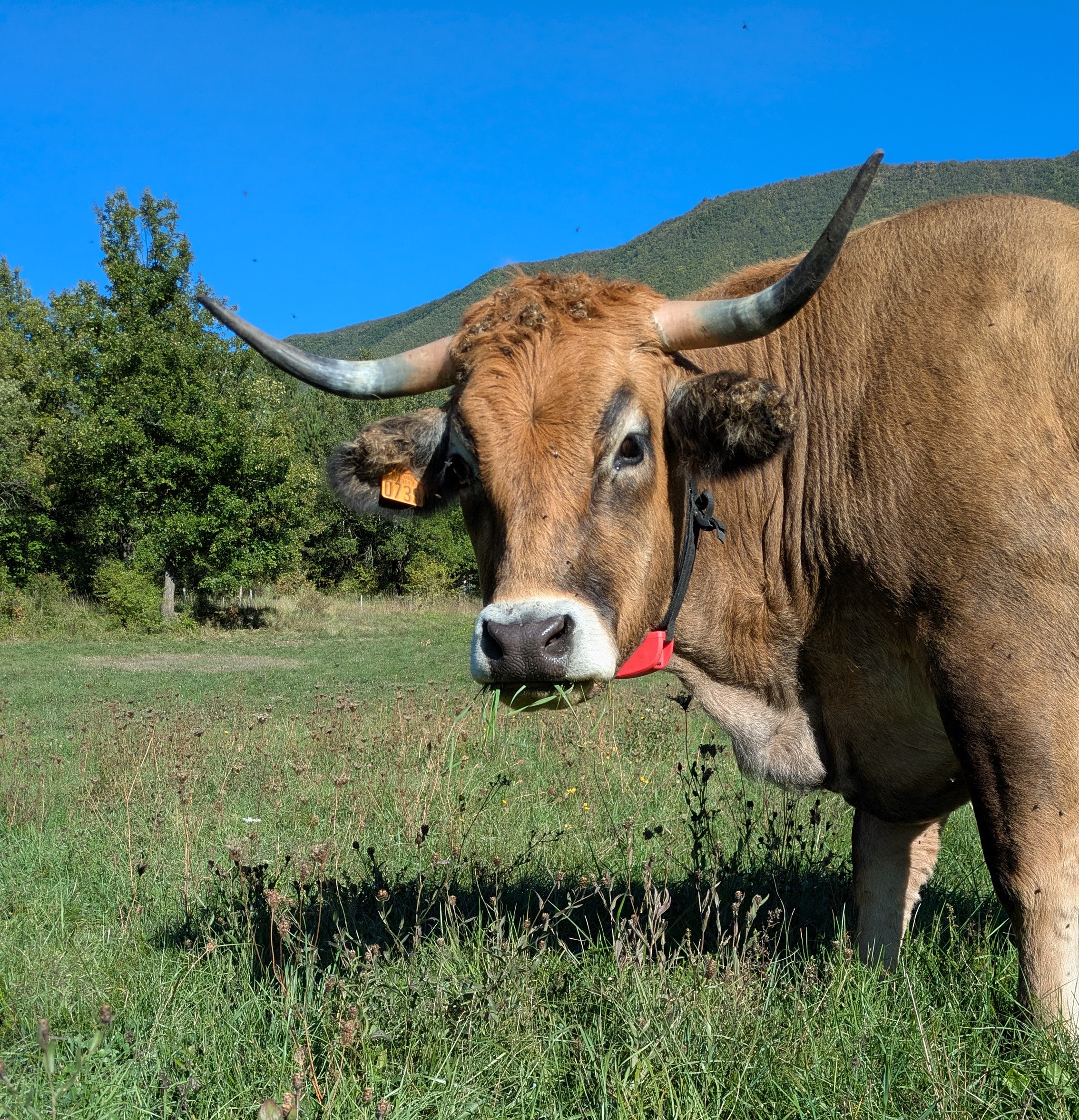 Protection des troupeaux